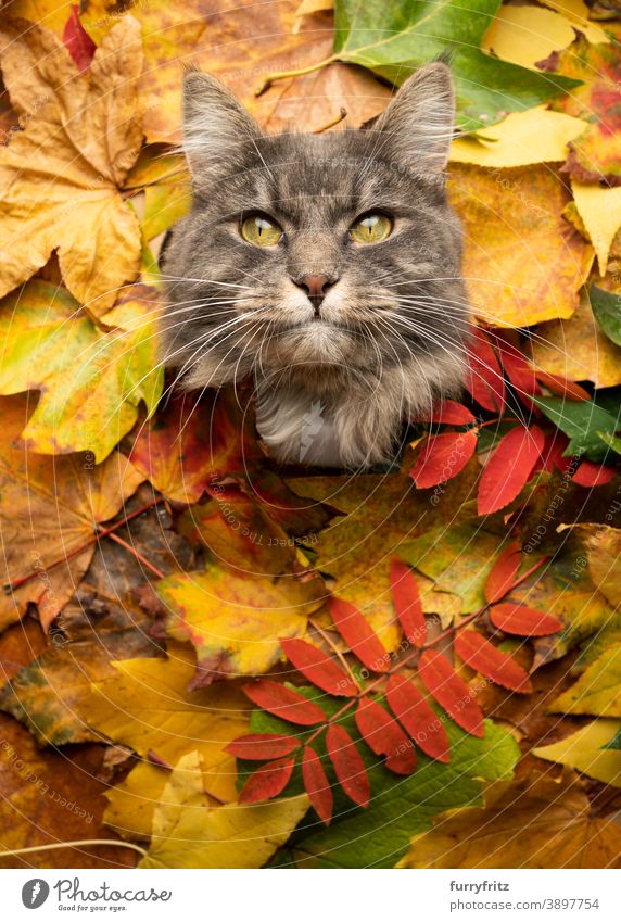 blau getigerte Katze umgeben von bunten Herbstblättern Porträt mit Kopie Raum maine coon katze Langhaarige Katze Ein Tier niedlich bezaubernd schön fluffig Fell