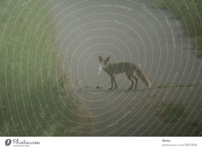 Reineke ist früh auf | Fuchs vor Beute im Morgennebel Wildtier morgens Tier 1 Natur Blick Morgenstimmung nebelig Umwelt Blick in die Kamera Wege & Pfade Neugier