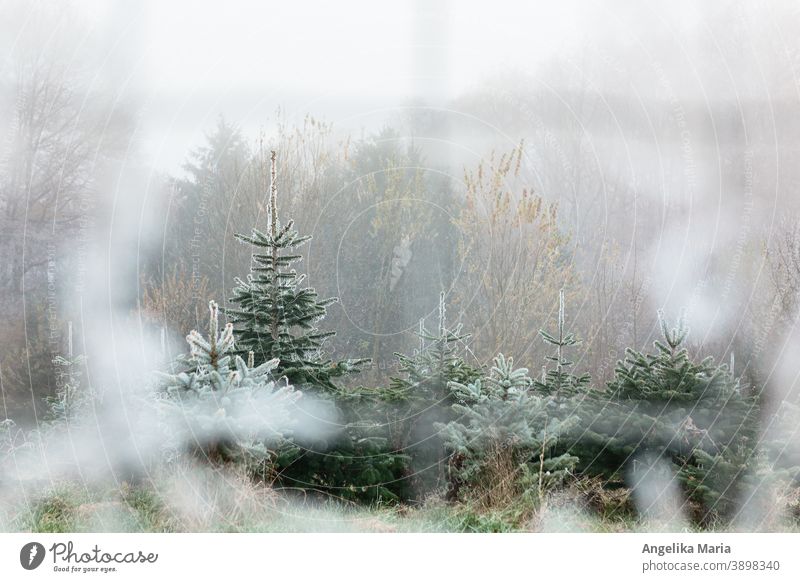Weihnachtsbaum-Anlage mit Nordmanntannen mit Raureif überzogen Tanne Abies nordmanniana Winter Winterstimmung kalt eisige Gebilde unschärfe im vordergrund