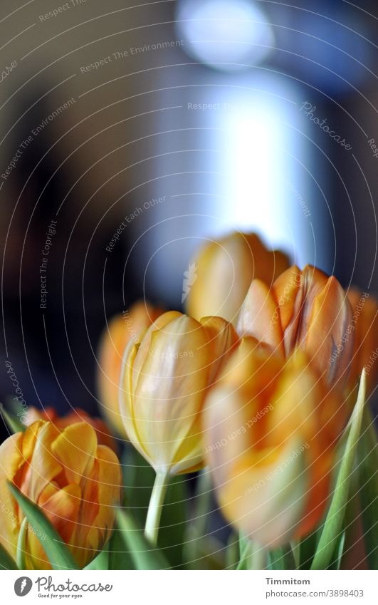 Begrüßungsrituale | Blümchen Blumen Blumenstrauß Tulpen Blüten Blätter Licht Fenster Innenaufnahme Schwache Tiefenschärfe Freude Gelb grün Nahaufnahme