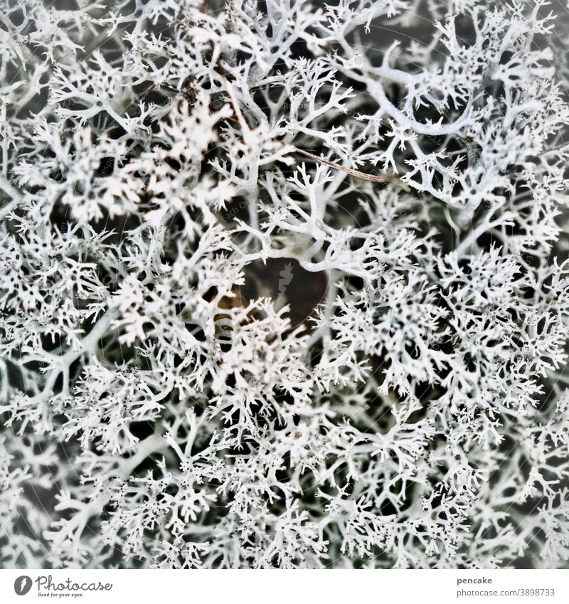 schön | abgestorben Moos Natur grau Struktur Wald Heide trocken vertrocknet Winter dekorativ Pflanze Nahaufnahme Außenaufnahme Makroaufnahme Islandmoos nordisch