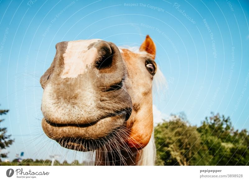 of course my horse Pferd lachen lustig Außenaufnahme Tierporträt Freude Maul Schnauze Farbfoto Tiergesicht Nahaufnahme Nase Nüstern Säugetier Menschenleer