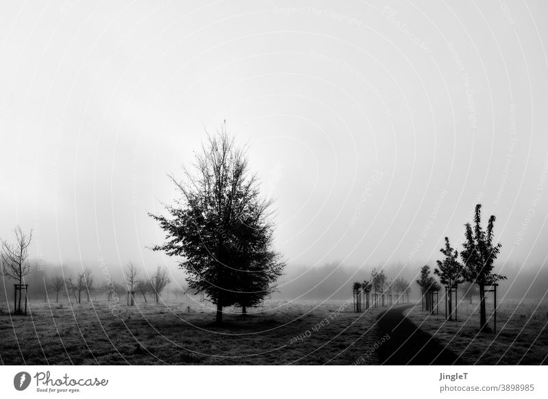 Junge Kastanienbäume im Nebel Zentralperspektive Menschenleer Tag Außenaufnahme Schwarzweißfoto schwarz frei Blick Baum Natur Umwelt Pflanze Landschaft Wald