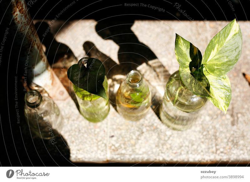 Flaschenvase mit Pflanzen Vase Dekoration & Verzierung Farbfoto Innenaufnahme Tag Häusliches Leben Blatt Menschenleer ästhetisch Innenarchitektur