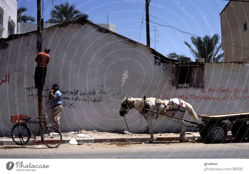 Telefonarbeiten, Gaza 1995 Israel Karre Fahrrad Mann Telefonmast Reparatur Wand Klettern Pferd Pferdefuhrwerk Außenaufnahme Schönes Wetter 2