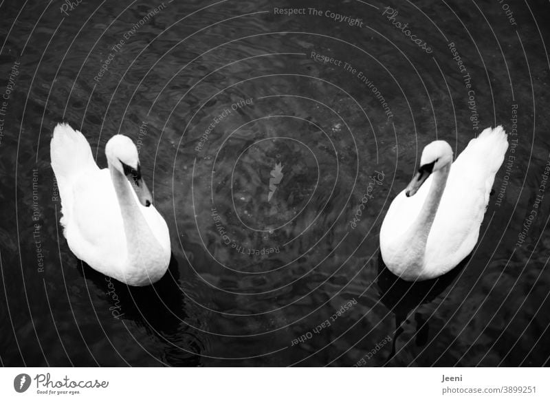 Zwei Schwäne symmetrisch schwimmend im Wasser Schwan Symmetrie See Meer Ostsee Ufer Küste Vogel weiß Feder Tier Natur schön Schnabel elegant Stolz Hals