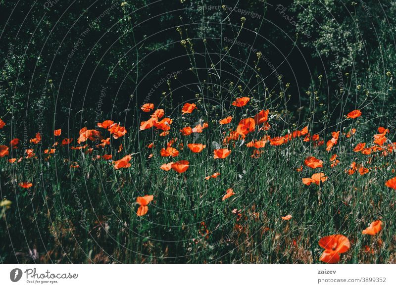 ein Feld rote Mohnblumen Papaver rhoeas allgemein Mais Roséwein Flandern orange grün Blume Blumen ohne Menschen im Freien schließen mittelgroß Textfreiraum