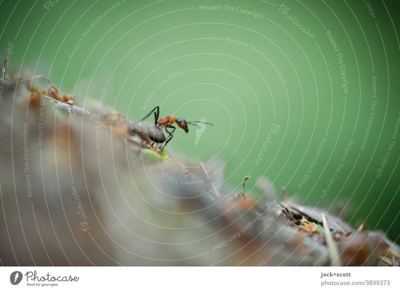 fleißige Ameise auf ihrem Weg Ameisenhügel Insekt krabbeln klein Natur Unschärfe Ameisenhaufen anpassungsfähig abstrakt Wege & Pfade Leben Symbiose winzig