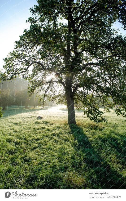 Herbst Laubwald am Morgen Bayern Lebensraum Tochtergesellschaften Wolken Konifere laubabwerfend ökologisch Ökosystem Umwelt Tanne Wald Gras grün Boden Hügel