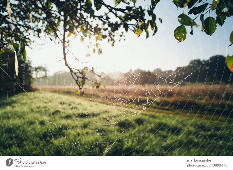 Herbst Laubwald am Morgen mit Spinnennetz Bayern Lebensraum Tochtergesellschaften Wolken Konifere laubabwerfend ökologisch Ökosystem Umwelt Tanne Wald Gras grün