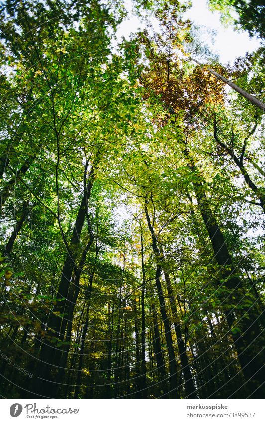 Herbst-Laubwald Bayern Lebensraum Tochtergesellschaften Wolken Konifere laubabwerfend ökologisch Ökosystem Umwelt Tanne Wald Gras grün Boden Hügel Horizont