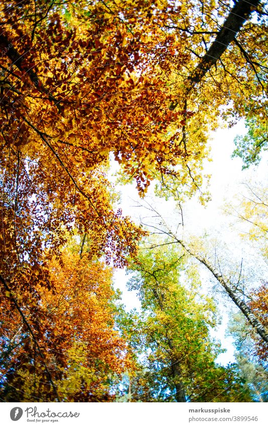 Herbst-Laubwald Bayern Biotop Niederlassungen Wolken Konifere laubabwerfend ökologisch Ökosystem Umwelt Tanne Wald Gras grün Boden Lebensraum Hügel Horizont