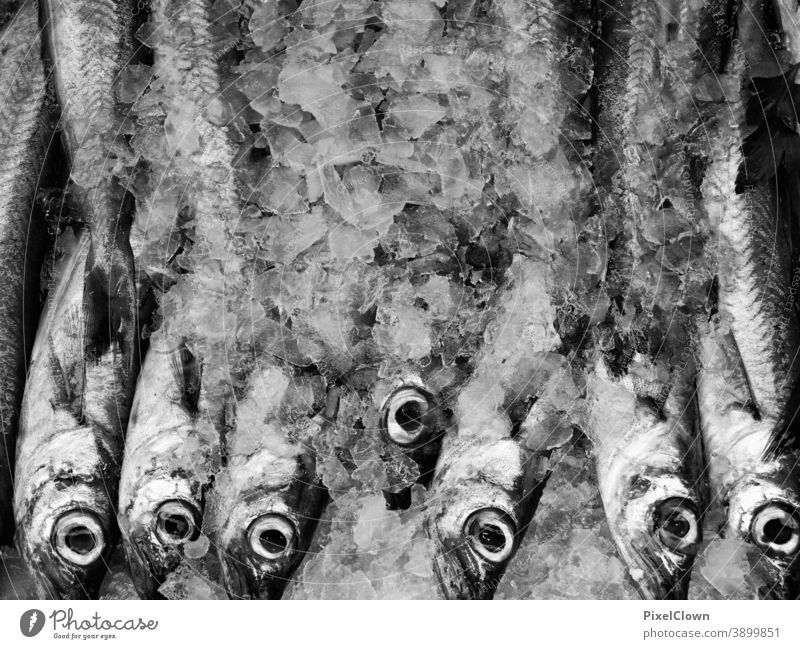 Fische zum Verzehr Tier Wasser Nahrung, Würzmittel, Kochen, Knolle, Nahaufnahme, Gemüse Lebensmittel Gesunde Ernährung kochen & garen Seafood