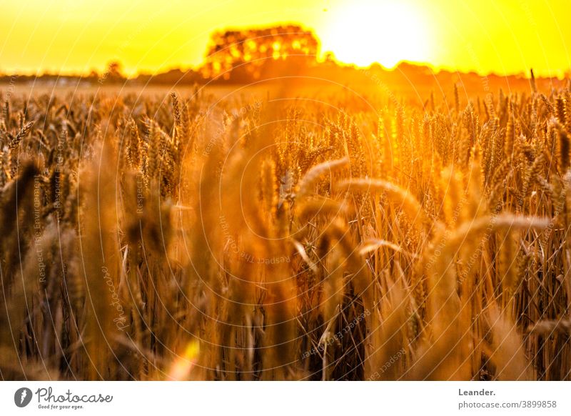 Maisfeld im Sommer Sommerurlaub Landwirtschaft Landschaft Feld Sonnenuntergang Romantik