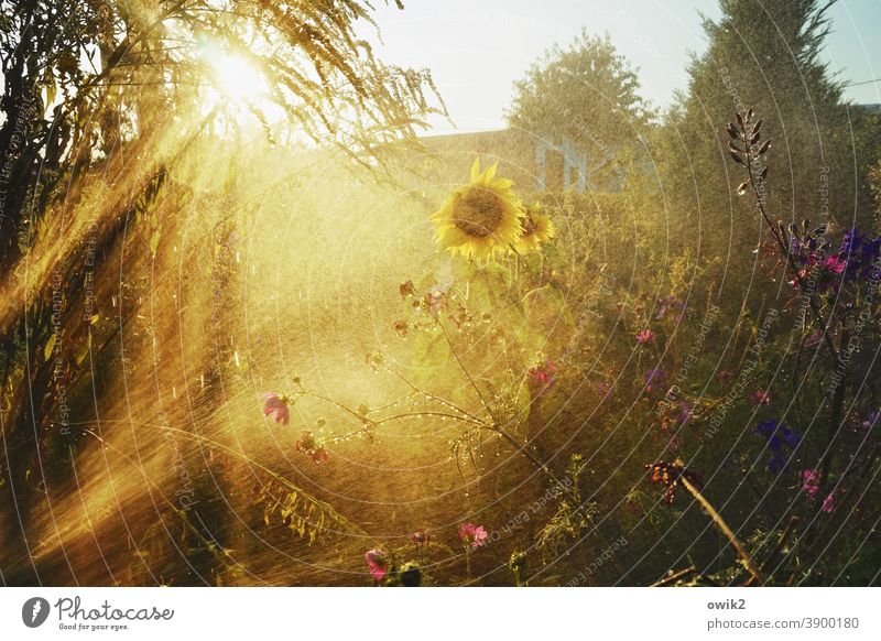 Lichtdusche Sonnenblumen Gartenpflanzen filigran Schwache Tiefenschärfe Sonnenuntergang schönes Wetter Landschaft Blume Cosmea leuchten hell Lebensfreude