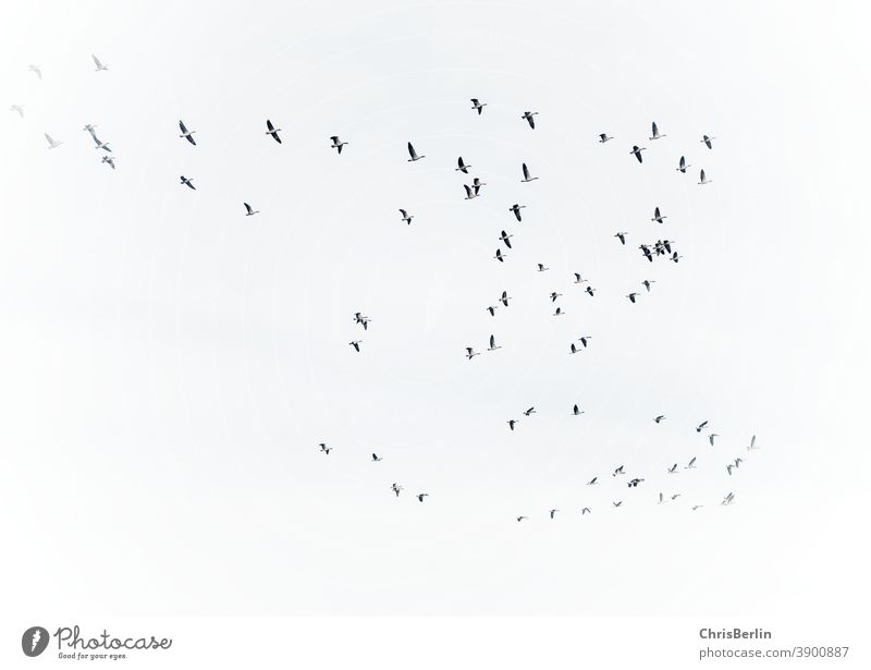 Gänse im Flug schwarz/weiß gänse Zugvogel Natur Vogel fliegen Himmel Außenaufnahme Wildtier Schwarm Freiheit Vogelschwarm Tiergruppe Umwelt Menschenleer Herbst