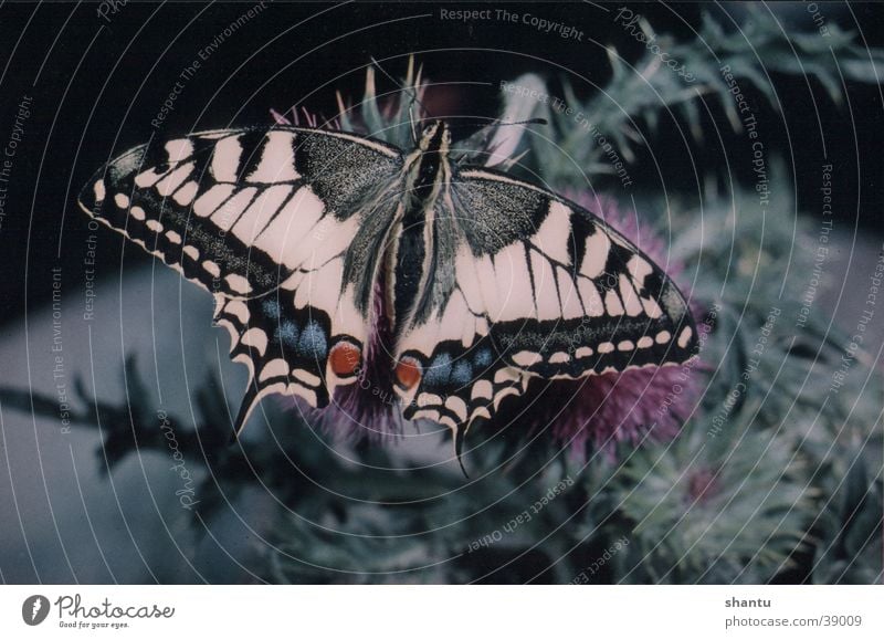 Schmetterling Schwalbenschwanz Insekt Tier Natur