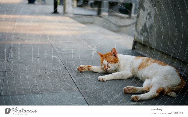 Katze schläft im Park Hauskatze Haustier Tier Säugetier Tierporträt Farbfoto schlafen Erholung liegen 1 Windstille Zufriedenheit geschlossene Augen Geborgenheit