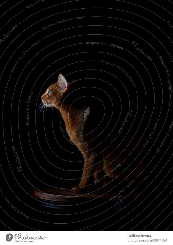 Abessinnier Katze Stillleben niedlich Hauskatze Tierporträt Studiobeleuchtung Studioaufnahme Niedlichkeit Blick nach vorn rothaarig Erholung entspannt