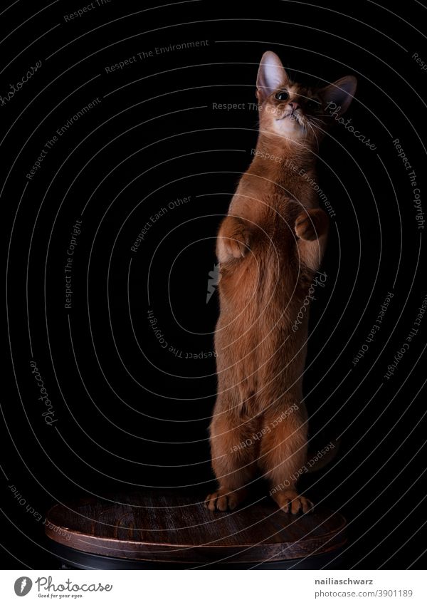 Abessinnier Katze rote Haare schwarzer hintergrund Abessinier Katzen Abessinierkatze Zufriedenheit Fröhlichkeit Idylle Innenaufnahme elegant Lifestyle Haustier