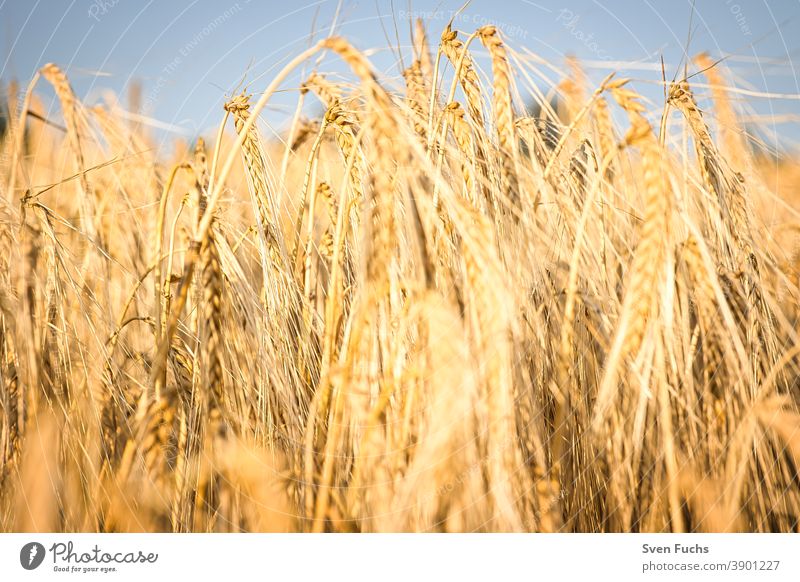 Getreidefeld im Licht der untergehenden Sonne roggen getreide rohstoff landwirtschaft stroh nachhaltig nahrung nahrungsmittel weizen ackerbau ernte himmel