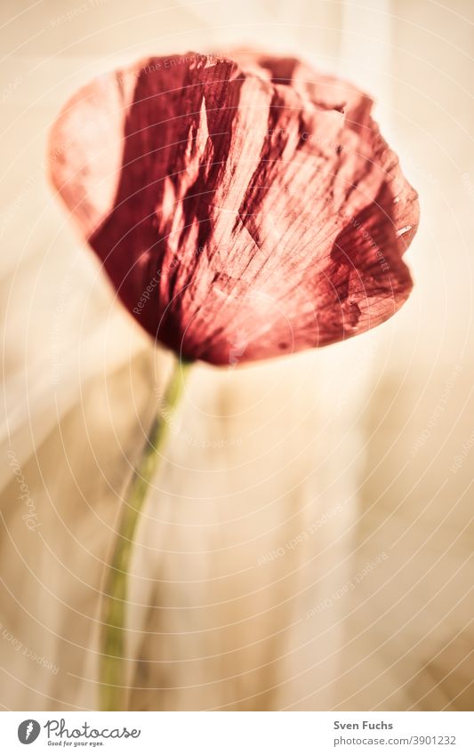 Blühender Mohn auf einem Feld bei untergehender Sonne mohn mohnblüte rot getreide feld. wiese blühen blume natur pink tulpe weiß pflanze isoliert frühling