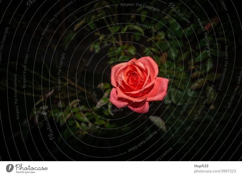 Rote Rose Blume Pflanze Blüte rosa Farbfoto Außenaufnahme schön Menschenleer Duft Nahaufnahme Blühend Natur Schwache Tiefenschärfe Romantik Garten Rosenblüte