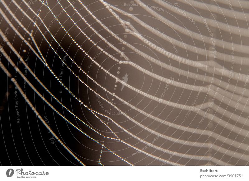 Spinnweben im Morgentau Spinnennetz Spinnenweberei Wassertropfen Bauwerk Tier Außenaufnahme Kontrast Monochrom Natur Garten schön ästhetisch Wunder der Natur