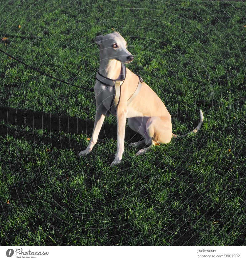 Prinzip Windhund im Quadrat elegant Haustier Tier Körperspannung Tierporträt Whippet Hund Rassehund Begleiter Wachsamkeit Wiese Hundegeschirr angeleint Rasen