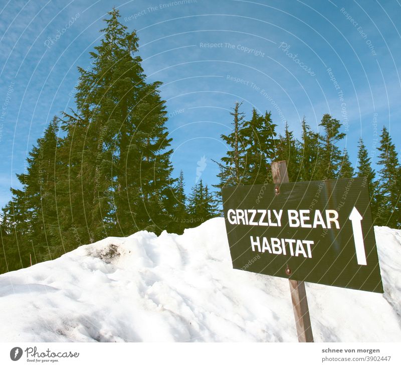 Grizzly on tour Kanada Bär Schnee Schneebedeckte Gipfel Wald Natur
