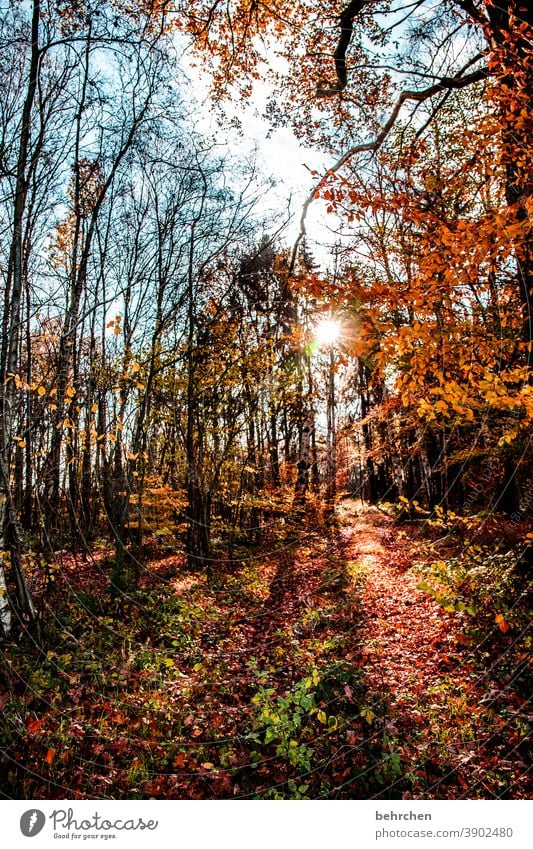 leuchtender herbst fallende Blätter Sonnenlicht Kontrast Licht Außenaufnahme Farbfoto Fußweg schön fantastisch Wald Sträucher Blatt Baum Pflanze Herbst