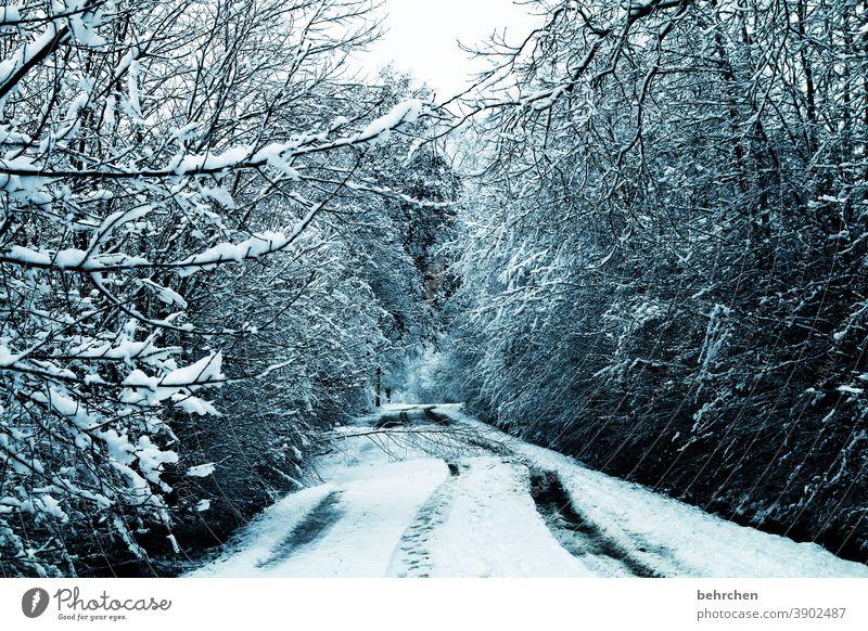 schneeflöckchen weißröckchen Märchenhaft Wald Äste und Zweige Märchenwald schön idyllisch Schneedecke Schneelandschaft Winterspaziergang verträumt Wintertag