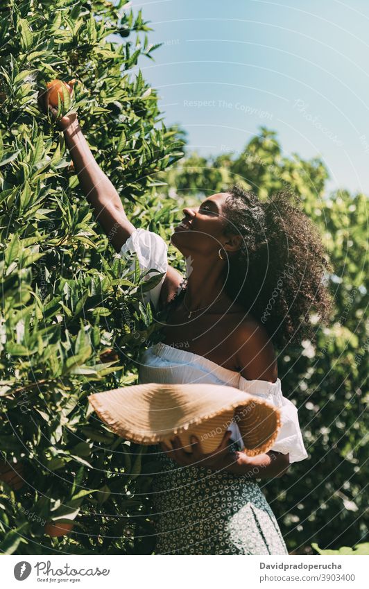 Glückliche Frau Kommissionierung orange Frucht im Garten Sommer sich[Akk] melden pflücken frisch sonnig Natur genießen heiter jung Afroamerikaner schwarz