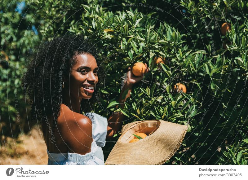 Glückliche Frau Kommissionierung orange Frucht im Garten Sommer sich[Akk] melden pflücken frisch sonnig Natur genießen heiter jung Afroamerikaner schwarz