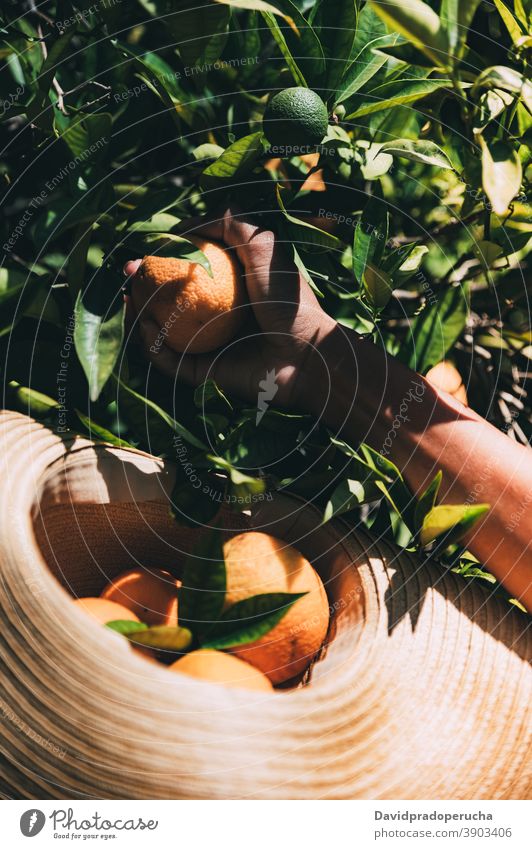 unerkennbare Frau pflückt orangefarbene Früchte im Garten Frucht Sommer sich[Akk] melden pflücken Glück frisch sonnig Natur genießen heiter jung Afroamerikaner