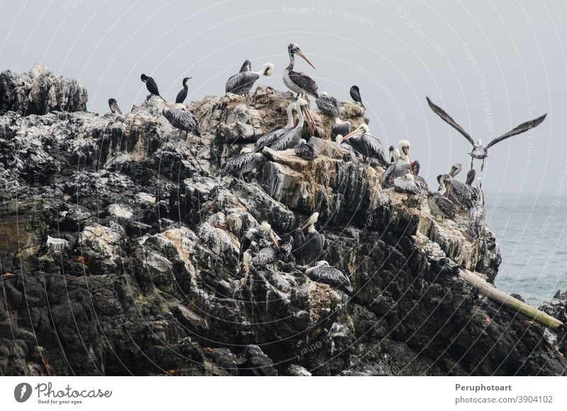 Gruppe von braunen Pelikanen -- Pelecanus occidentalis -- auf einem Felsen stehend. Vogel MEER Saum Feder Natur Tierwelt Küstenlinie im Freien vereinzelt