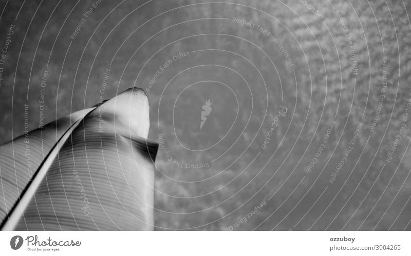 Bananenblatt verzieht den Himmel Blatt Nahaufnahme Detailaufnahme Pflanze Natur Tag ästhetisch schwarz auf weiß Kunst abstrakt Hintergrund neutral Wolken