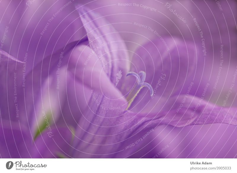 800 - Lila Makroblüte der Glockenblumen ( Campanula ) Blüte Blume Farbfoto Pflanze Blühend Natur Menschenleer Nahaufnahme violett Frühling Garten Außenaufnahme