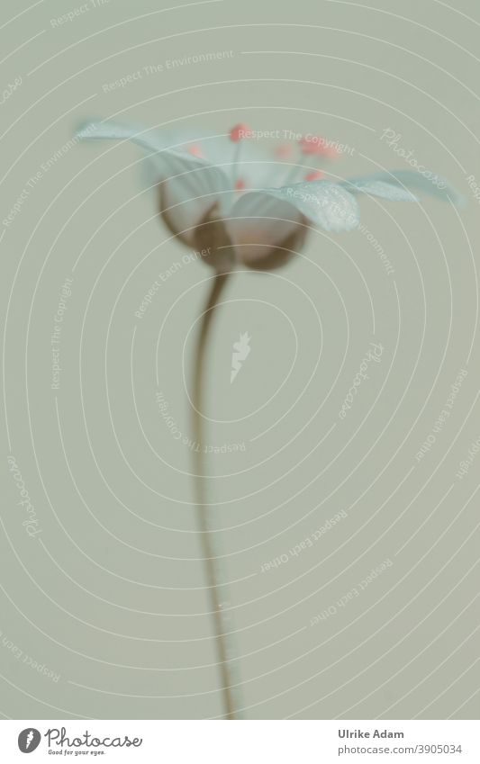 Zarte Blüte der Sternmiere ( Stellaria ) Unschärfe Hintergrund neutral Freisteller Detailaufnahme Nahaufnahme filigran zart Makroaufnahme weiß Blühend Blume