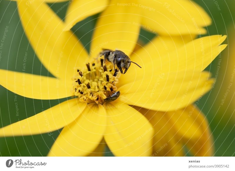 Solitärbiene auf einer gelben Blüte Mädchenauge Biene Blume Insekt Pflanze Tier Natur xenias fleißig Sommer
