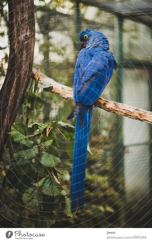 Blauara - blauer hübscher Papagei - sitzt auf einem Ast und schaut sich um Ara Papageienvogel Papageienfeder Vogel Feder Federn gelb gelbes Auge leuchtend