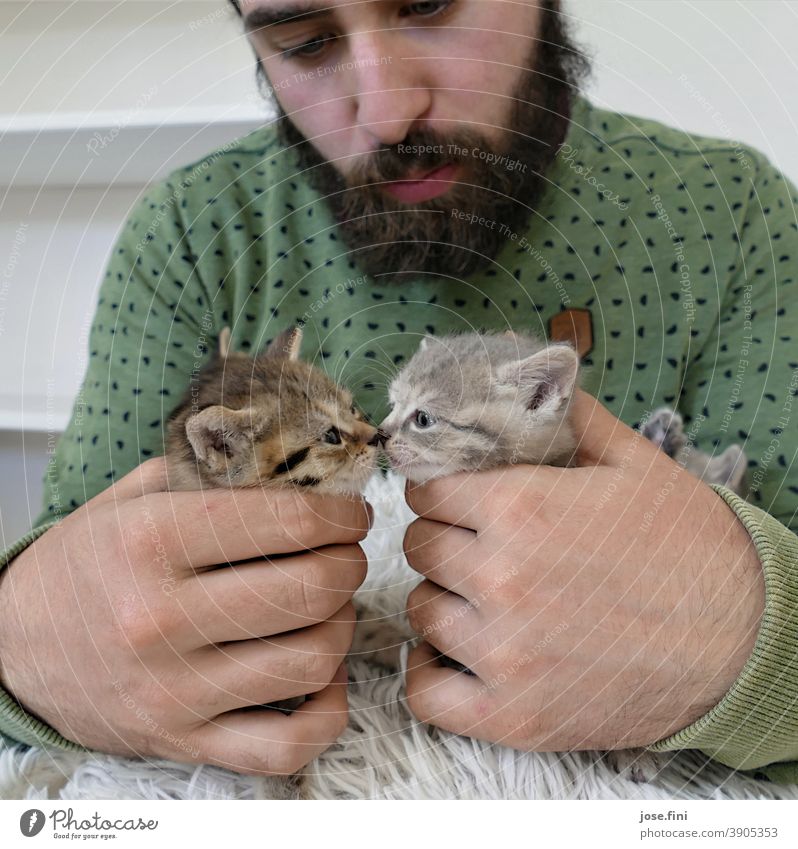 „Sie dürfen die Braut jetzt küssen.“ Mann Junger Mann Spielen Tier kitten Katzenbaby Tigerkatze Haustier Tierporträt klein niedlich Küssen Küsschen beschnuppern