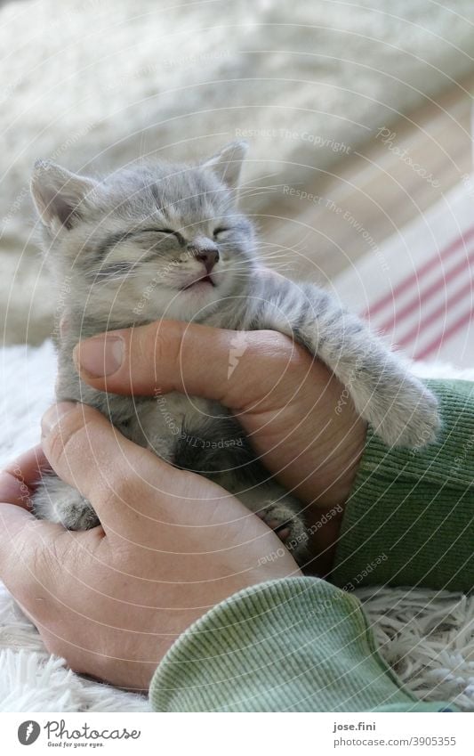 Kleine graue Tigerkatze liegt geschützt in großen Händen und schläft zufrieden, mit der Tatze über die Hand gelegt. Tierliebe Innenaufnahme Tierjunges Farbfoto