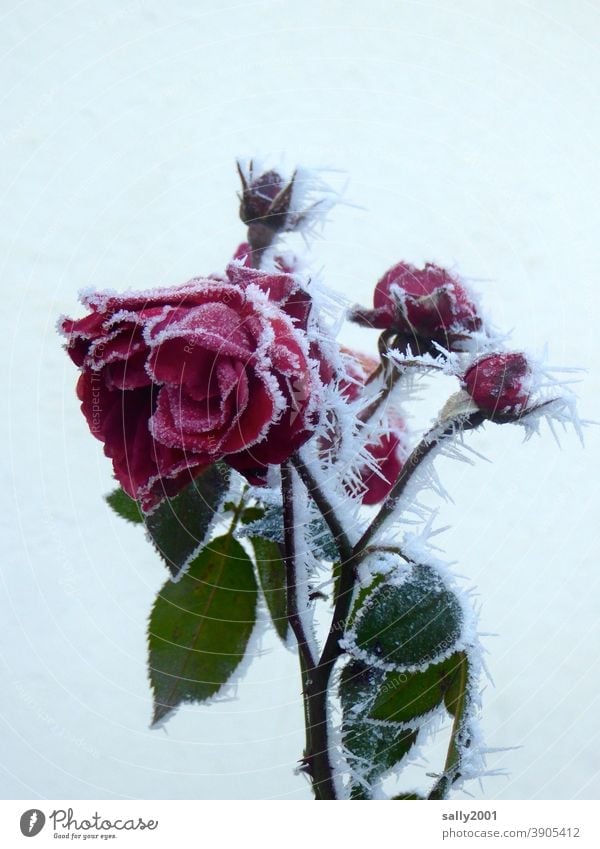 eiskalte Rose... Blume Blüte Blüten Knospe rot Frost Eis Winter Wintereinbruch Eiskristall eiskalr Pflanze gefroren Raureif weiß frieren Kristallstrukturen