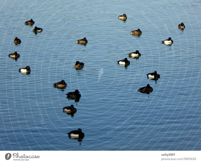 winterliche Siesta bei den Enten... schlafen See Ruhe viele Gruppe Familie Mittagsschlaf Erholung Tier Pause Müdigkeit Vögel Wasservögel Wasservogel ruhig Teich