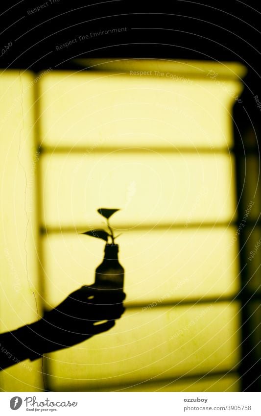 Schatten einer handhaltenden Flaschenvasenanlage Schattenspiel Hand Beteiligung Vase Pflanze Glas Dekoration & Verzierung Menschenleer Licht Farbfoto
