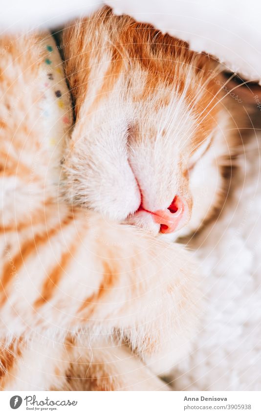 Süßes Ingwer-Kätzchen schläft Katzenbaby niedlich sich[Akk] entspannen Decke Haustier heimwärts gemütlich Komfort aussruhen fluffig schlafen adorabl Kragen