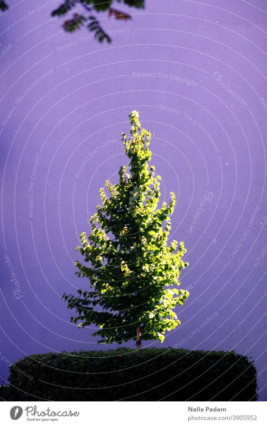 Oh Nadelbaum analog Analogbild Farbfoto Baum Bäumchen Wand lila grün Hintergrund Sockel Seitenlicht Nadeln Natur Pflanze Zweige Tag Außenaufnahme karg nüchtern