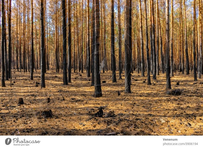 Wald nach einem Waldbrand in der Nähe von Jüterbog und Luckenwalde Waldboden verbrannt Sommer Baum Bäume tote Bäume verkohlt Natur Umwelt Desaster zerstört