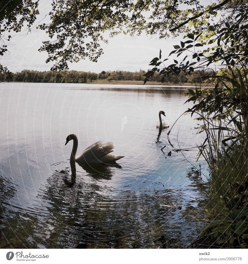 Szenenbild Schwan Wildtier Tierpaar Tierporträt verträumt 2 elegant Zusammensein Gelassenheit Bewegung geduldig ruhig Idylle Zufriedenheit Natur Umwelt